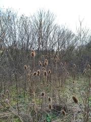Dipsacus fullonum
