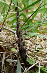 Lasiorhynchus barbicornis