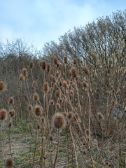 Dipsacus fullonum