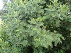 Acacia mearnsii