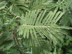 Acacia mearnsii