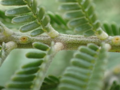 Acacia mearnsii