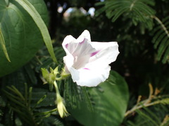 Ipomoea purpurea