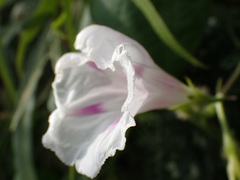 Ipomoea purpurea