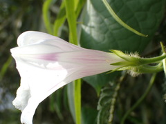 Ipomoea purpurea