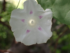 Ipomoea purpurea