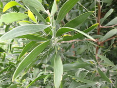 Acacia melanoxylon