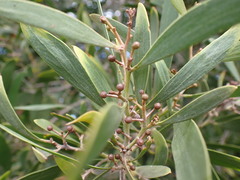 Acacia melanoxylon
