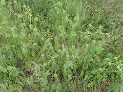 Leucas martinicensis