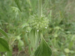 Leucas martinicensis