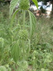Leucas martinicensis