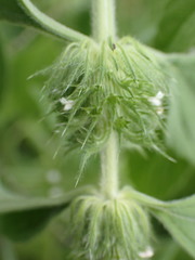 Leucas martinicensis