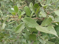 Searsia pyroides