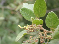 Searsia pyroides