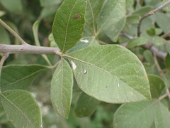 Searsia pyroides