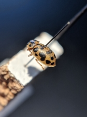 Anisosticta bitriangularis