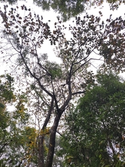 Artocarpus chaplasha