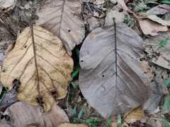 Artocarpus chaplasha