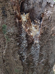 Artocarpus chaplasha