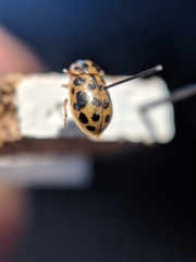 Anisosticta bitriangularis