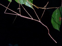 Phobaeticus serratipes