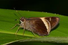 Vacerra hermesia
