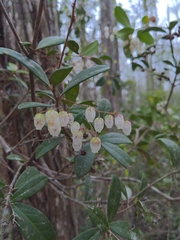 Pieris phillyreifolia