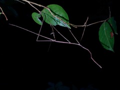 Phobaeticus serratipes