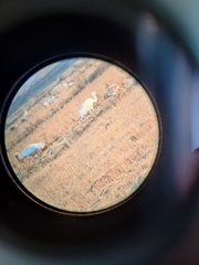 Leucogeranus leucogeranus