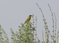 Motacilla flava thunbergi