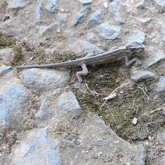 Bradypodion thamnobates