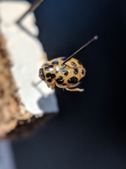 Anisosticta bitriangularis