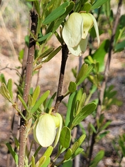 Asimina reticulata