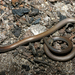 Pretty Worm-Lizard - Photo (c) Travis W. Reeder, some rights reserved (CC BY-NC), uploaded by Travis W. Reeder