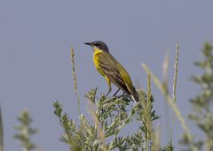 Motacilla flava thunbergi