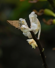 Aerides ringens