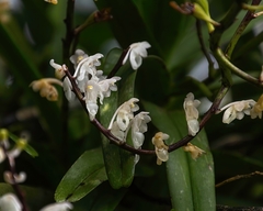 Aerides ringens