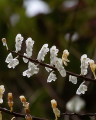 Aerides ringens