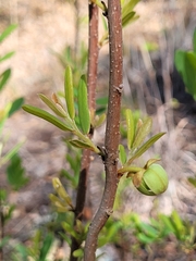 Asimina reticulata