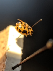 Anisosticta bitriangularis