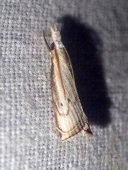 Calamotropha obliterans