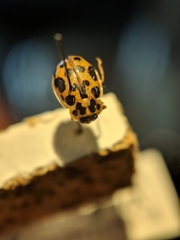 Anisosticta bitriangularis