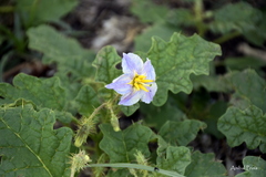 Solanum juvenale