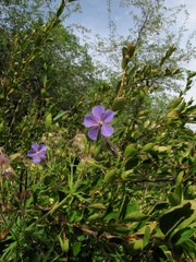Geranium transbaicalicum