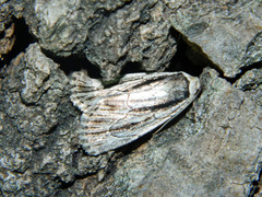 Sympistis badistriga