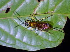 Rhyssinae