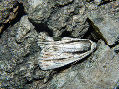 Sympistis badistriga