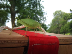 Tettigonioidea