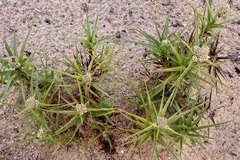 Cyperus pedunculatus