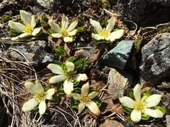 Caltha obtusa